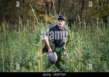 GREENKAN - des arbres de Noël sont creusés à la pépinière Jan van Vulpen. Les arbres de Noël sont transportés à la serre par chariot élévateur. À l'approche de Noël, la demande des consommateurs pour les arbres de Noël augmente. ANP JEROEN JUMELET pays-bas - belgique sortie crédit: ANP/Alay Live News Banque D'Images
