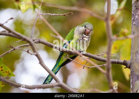 Perroquet de Monk Parakeet sur la tige de l'arbre. Banque D'Images