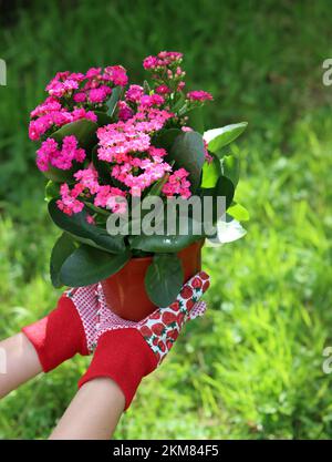 Mains de femme en gants de jardin rouges tenant une plante en pot à fleurs. Herbe verte sur fond. Travaux de jardin d'été. Banque D'Images