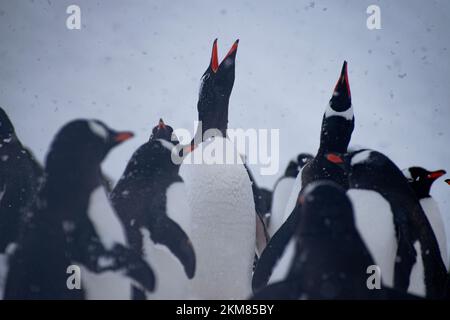 Gros plan sur un groupe de Penguins Gentoo à Neko Harbour, péninsule antarctique. La neige tombait et quelques pingouins étaient là pour appeler leur compagnon. Banque D'Images