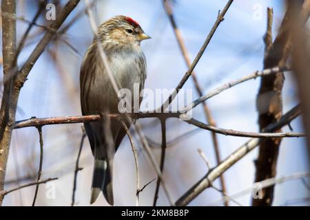 Un redpoll se trouve sur une succursale. Banque D'Images