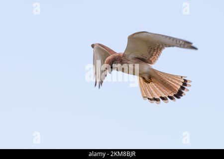 Nankeen kestrel (Falco centroides) planant sur la côte de Nouvelle-Galles du Sud, en Australie. Banque D'Images