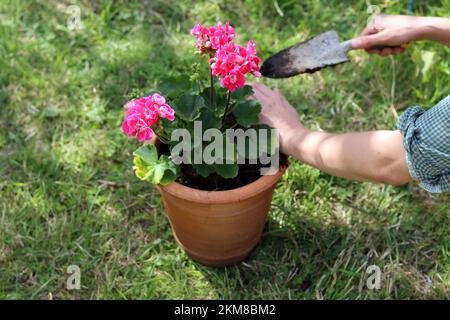 Géranium plante dans un pot. Photo en gros plan des mains des jardiniers. Loisirs et loisirs. Banque D'Images