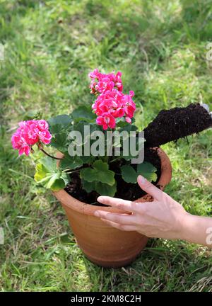 Géranium plante dans un pot. Photo en gros plan des mains des jardiniers. Loisirs et loisirs. Banque D'Images