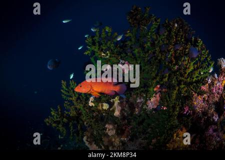 École de poissons tropicaux au-dessus des récifs coralliens tropicaux Banque D'Images
