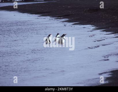 Trois manchots gentoo qui sortent de l'eau et se promissent sur l'île South Shetland en Antarctique. L'île volcanique de Deception, avec des plages noires. Banque D'Images