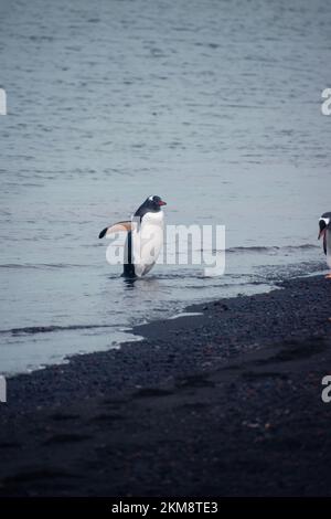 Manchot de Gentoo en train de sortir de l'eau et de rejoindre l'île South Shetland en Antarctique. L'île volcanique de Deception, avec des plages noires. Banque D'Images