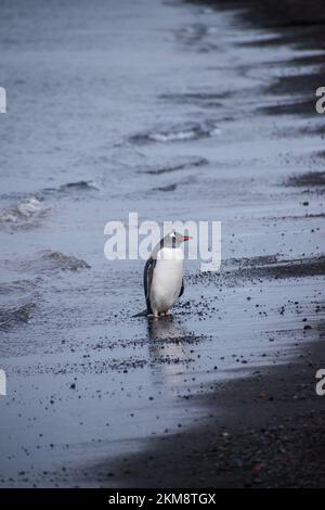 Manchot de Gentoo en train de sortir de l'eau et de rejoindre l'île South Shetland en Antarctique. L'île volcanique de Deception, avec des plages noires. Banque D'Images