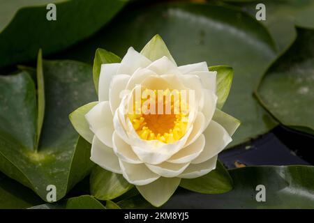 Vue rapprochée d'un nénuphars, Nymphaea candida sur des feuilles vertes au-dessus de l'eau Banque D'Images