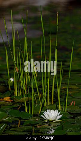 Une verticale d'un nénuphars, Nymphaea candida sur des feuilles vertes au-dessus de l'eau Banque D'Images