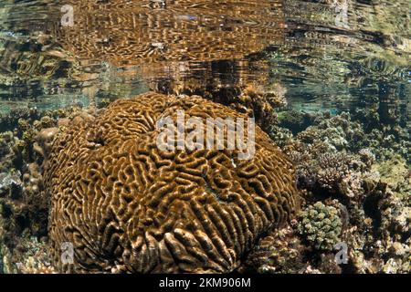 Récif de corail dur super sain dans l'Indo Pacific, avec de la biodiversité et de nombreuses espèces marines Banque D'Images