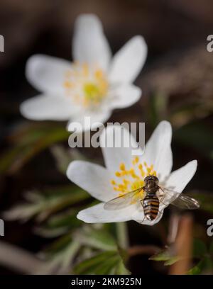 Survol se nourrissant de l'anemone nemorosa dans une forêt printanière Banque D'Images