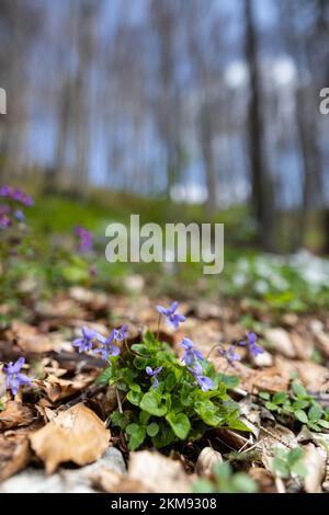 Paysage de printemps en Allemagne avec des violettes, des hêtres et des anémones en bois Banque D'Images