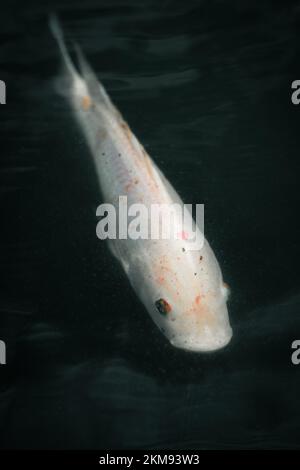 Poisson koi blanc dans l'étang Banque D'Images