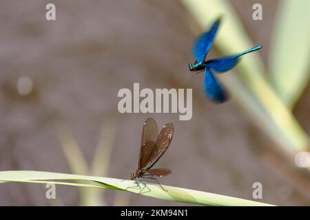 Calopteryx virgo, la belle demoiselle damselfly Banque D'Images