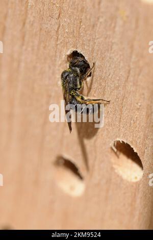 Petite abeille sauvage (Heriades) à un emplacement de nid Banque D'Images