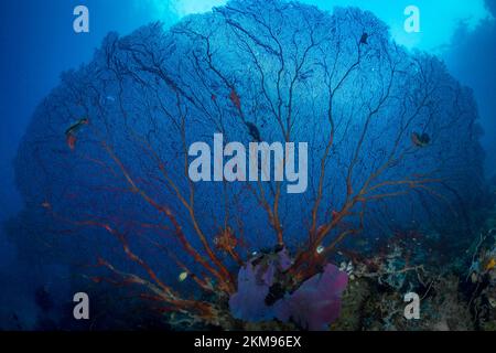 Grand ventilateur de la mer gorgone sur un récif de corail sain Banque D'Images