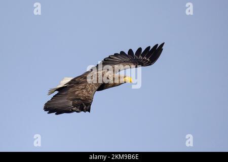Aigle de mer à queue blanche volant et chasse au poisson en Norvège Banque D'Images
