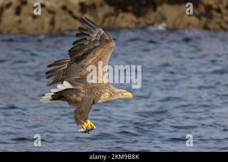 Chasse à l'aigle à queue blanche pour les poissons dans le nord de la Norvège Banque D'Images