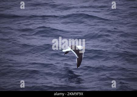 En regardant le Kelp Gull survolant l'océan Antarctique. Banque D'Images