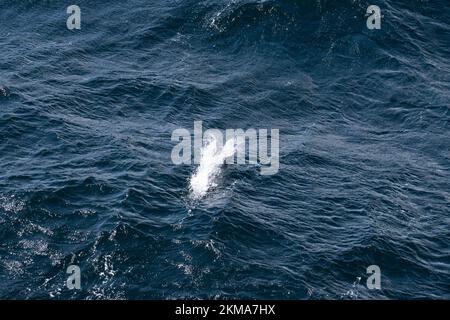 Un dauphin en sablier, Lagenorhynchus cruciger, saute dans le sillage du bateau autour de la Corne du Cap en Amérique du Sud. Banque D'Images