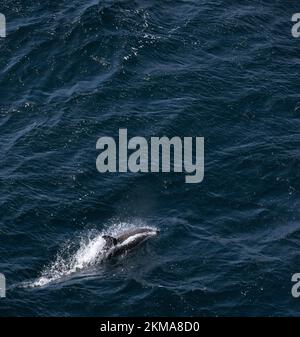 Un dauphin en sablier, Lagenorhynchus cruciger, saute dans le sillage du bateau autour de la Corne du Cap en Amérique du Sud. Banque D'Images