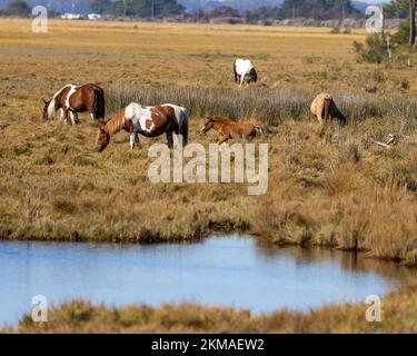 Un groupe de poneys de Chincoteague, Equus caballus qui broutage dans une campagne jaune près de l'étang Banque D'Images