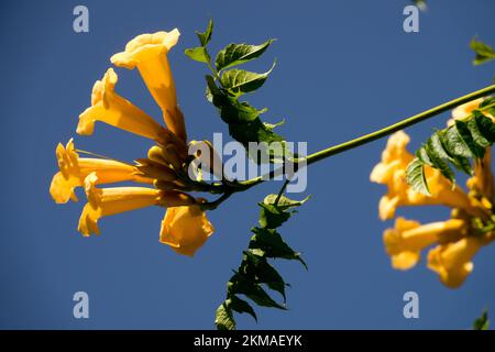 Orange Bloom trompette Creeper Campsis radicans 'Flava' Climbing Plant Flower Campsis Flowers Blooming juillet Climber trompette vigne Blooms Flowering Summer Banque D'Images