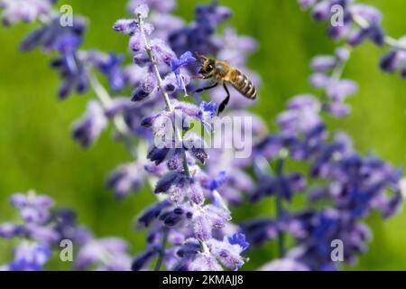 Abeille européenne volant à Perovskia 'Blue Spire', Salvia yangii, Russian Sage, gros plan fleurs plantes-amicales Banque D'Images