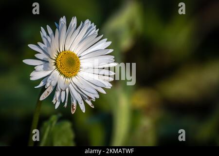 Gros plan DAISY macro Banque D'Images