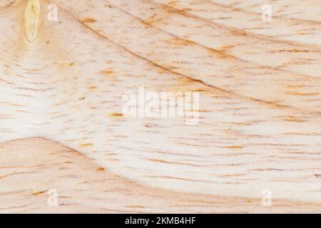 une planche en bois d'hévéa, une planche légère avec une structure d'arbre d'hévéa, à partir de laquelle une planche de plusieurs planches est faite Banque D'Images