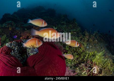 Poisson-clownfish à mouffettes roses - nage au-dessus de l'anémone sur le récif corallien Anemonefish -Aphiprion perideraion Banque D'Images