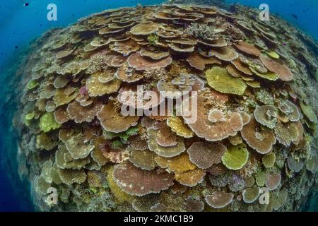 Jardin de corail immaculé et sain sur un récif de corail peu profond dans l'Indo-pacifique Banque D'Images