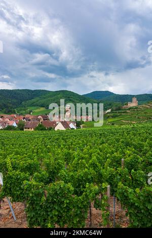 Kaysersberg : ancien hôtel de ville, vignoble, Château de Kaysersberg en Alsace (Elssass), Haut-Rhin (Oberelsss), France Banque D'Images