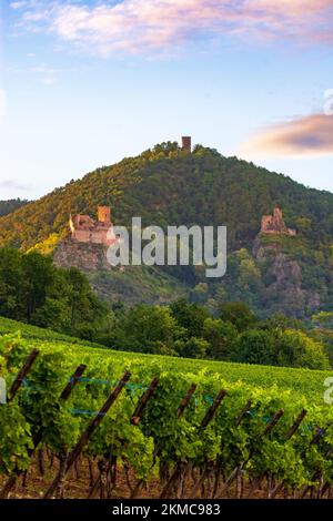 Ribeauville (Rappoltsweiler, Rappschwihr) : ruines de 3 châteaux, Saint-Ulrich, Girsberg et Haut-Ribeaupierre, vignoble d'Alsace (Elsss), Haut-Rhin (O Banque D'Images
