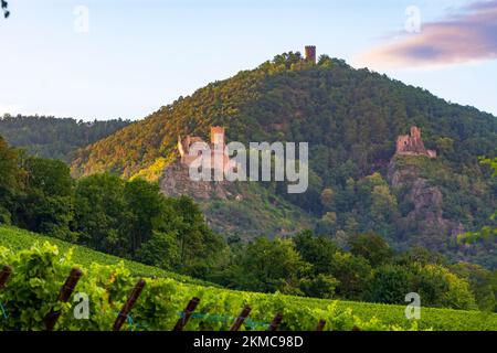 Ribeauville (Rappoltsweiler, Rappschwihr) : ruines de 3 châteaux, Saint-Ulrich, Girsberg et Haut-Ribeaupierre, vignoble d'Alsace (Elsss), Haut-Rhin (O Banque D'Images