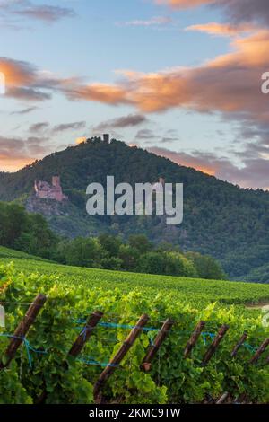Ribeauville (Rappoltsweiler, Rappschwihr) : ruines de 3 châteaux, Saint-Ulrich, Girsberg et Haut-Ribeaupierre, vignoble d'Alsace (Elsss), Haut-Rhin (O Banque D'Images