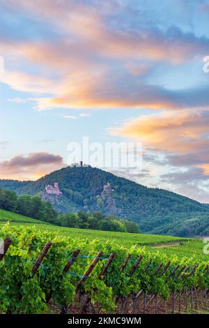Ribeauville (Rappoltsweiler, Rappschwihr) : ruines de 3 châteaux, Saint-Ulrich, Girsberg et Haut-Ribeaupierre, vignoble d'Alsace (Elsss), Haut-Rhin (O Banque D'Images