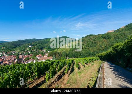 Ribeauville (Rappoltsweiler, Rappschwihr) : ville de Ribeauville (Rappoltsweiler, Rappschwihr), vignobles, ruines de 3 châteaux, Saint-Ulrich, Girsberg et H Banque D'Images