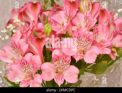 Fleur de lys péruviens Alstroemeria (Latin Alstroemeria) ou de lys inca Banque D'Images