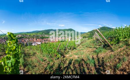 Ribeauville (Rappoltsweiler, Rappschwihr) : ville de Ribeauville (Rappoltsweiler, Rappschwihr), vignobles, ruines de 3 châteaux, Saint-Ulrich, Girsberg et H Banque D'Images
