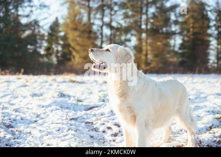 Magnifique retriever d'or en forêt d'hiver Banque D'Images