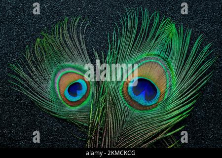 photo de gros plan plume sur sombre Banque D'Images