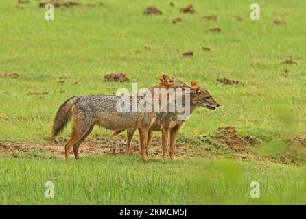 Golden Jackal (Canis aureus) couple toilettage mutuel dans les prairies (lécher derrière l'oreille) Yala NP, Sri Lanka Décembre Banque D'Images