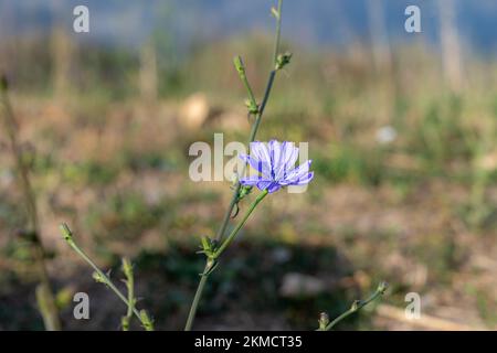 Anemone hepatica, Hepatica Nobilis, en fleur sur l'île de Veli Losinj, Croatie Banque D'Images