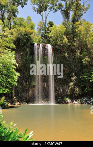 292 Millaa Milla Falls formé par Theresa Creek plongeant dans une piscine. Queensland-Australie. Banque D'Images