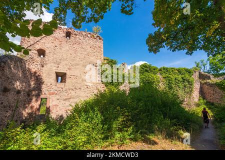 Ribeauville (Rappoltsweiler, Rappschwihr) : Château du Haut-Ribeaupierre en Alsace (Elssass), Haut-Rhin (Oberelsss), France Banque D'Images