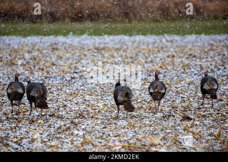 Troupeau de dindes sauvages (Meleagris gallopavo) mangeant dans un champ couvert de neige du Wisconsin, horizontal Banque D'Images