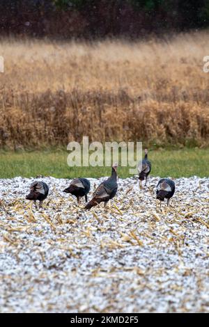 Troupeau de dindes sauvages (Meleagris gallopavo) mangeant dans un champ couvert de neige du Wisconsin, vertical Banque D'Images