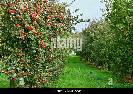 Pommes mûres de cidre près de Burrow Hill Cider sur les niveaux de Somerset Banque D'Images